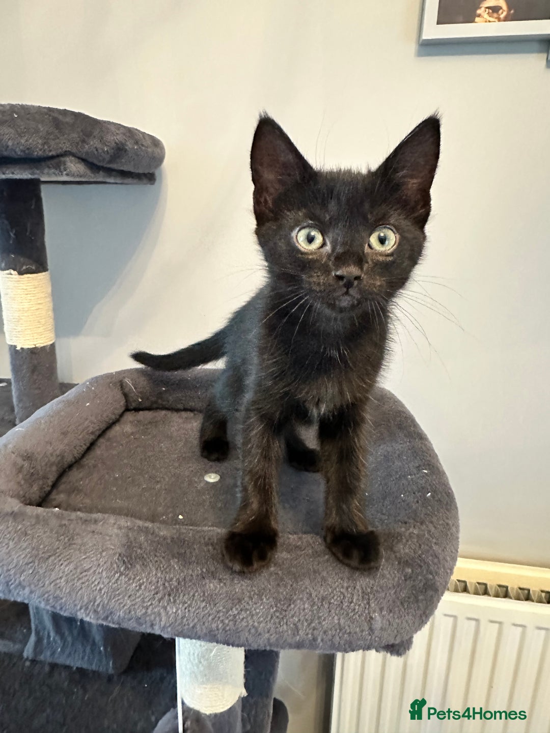 Mixed Breed cats for sale: Mixed breed kittens.  - Image 2