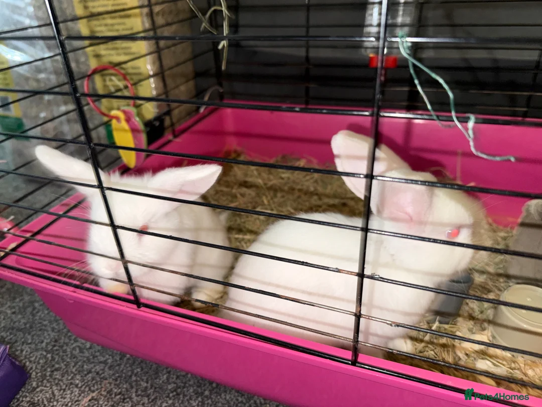 Mini Lop rabbits for sale: Two mini lops in Radstock - Advert 1
