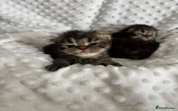 Mixed Breed cats for sale: Beautiful Persian Chinchilla cross kittens  - Image 9