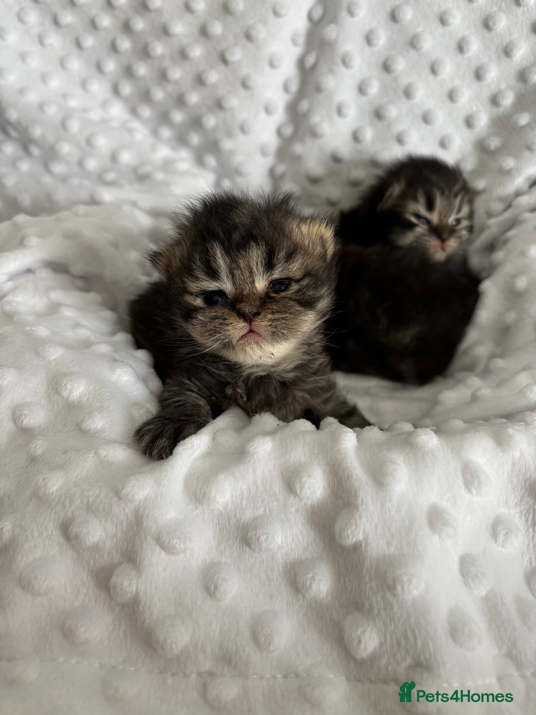 Mixed Breed cats for sale: Beautiful Persian Chinchilla cross kittens  - Image 9