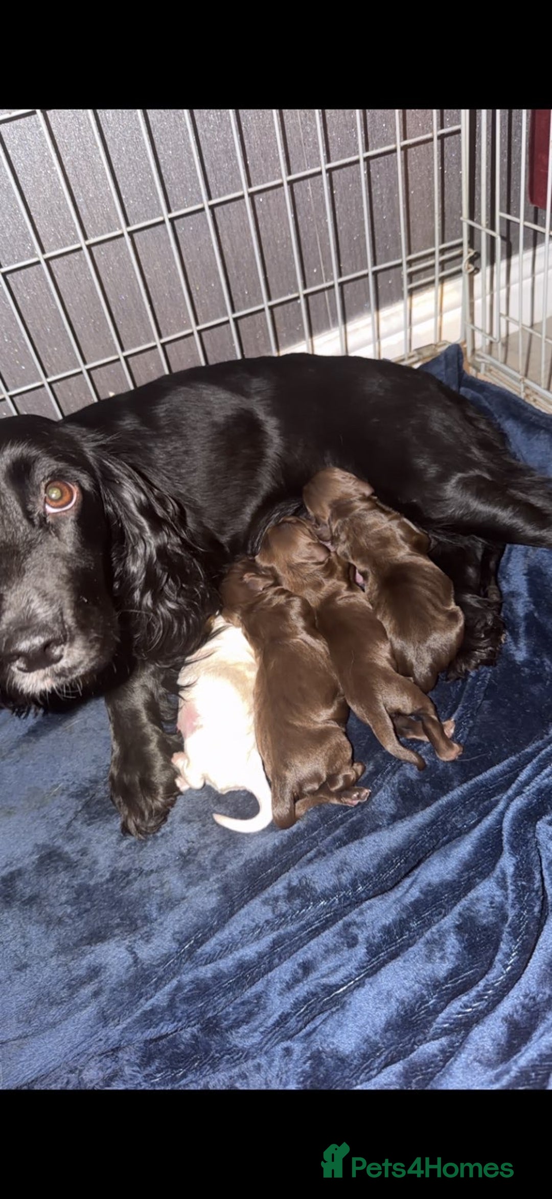 Cocker Spaniel dogs for sale: Female Cocker spaniel puppy  - Advert 4