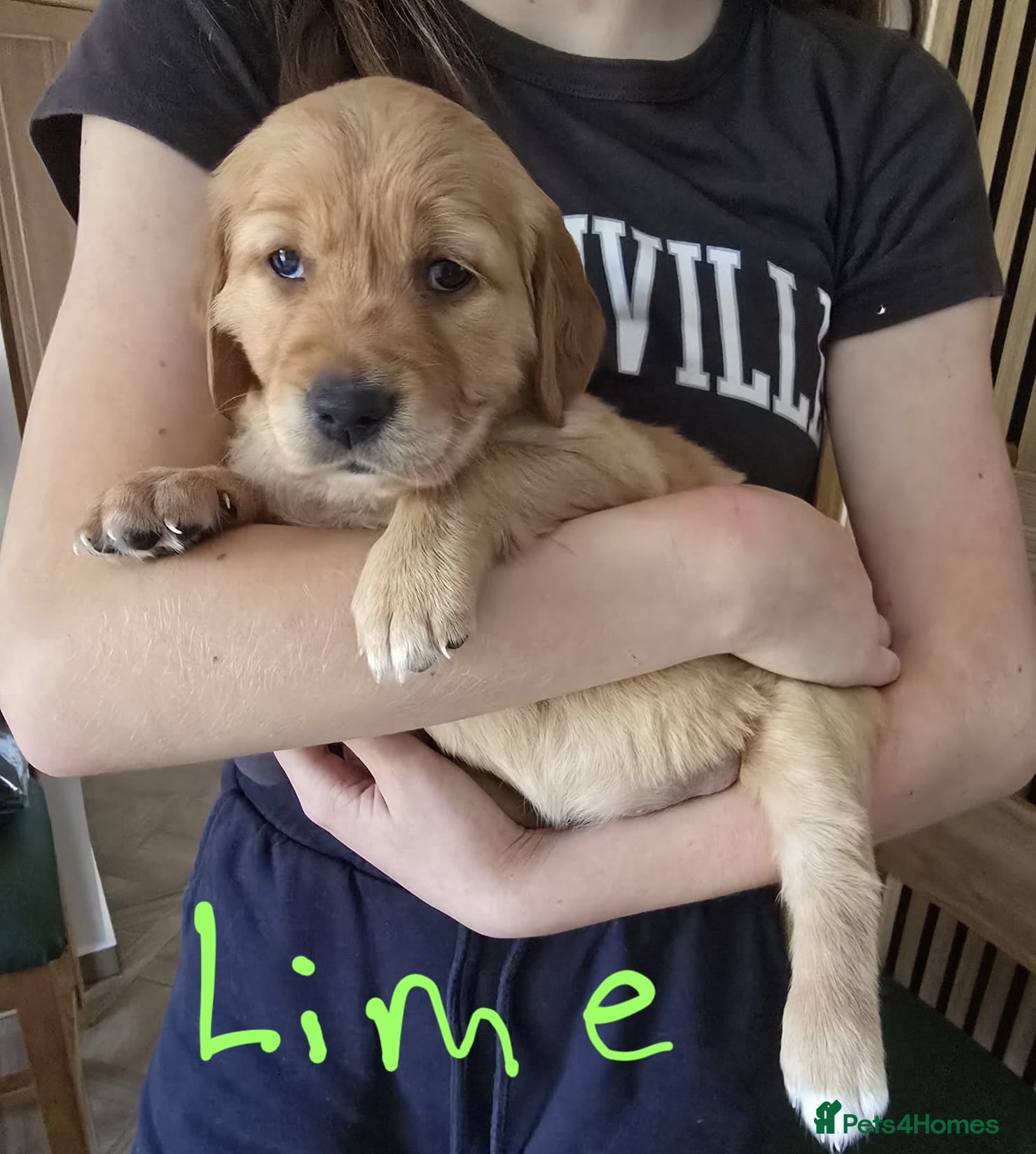 Golden Retriever dogs Puppies  - Advert 2