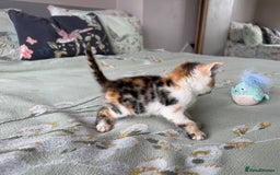 Bengal cats for sale: Bengal kittens 4 pure bangals 5 bengal x kittens - Image 23