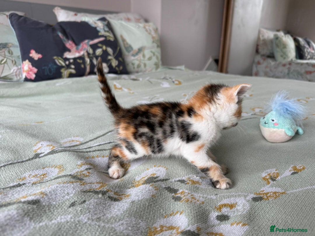 Bengal cats for sale: Bengal kittens 4 pure bangals 5 bengal x kittens - Image 23