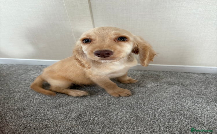 Cocker Spaniel dogs in Blackpool - Advert 12
