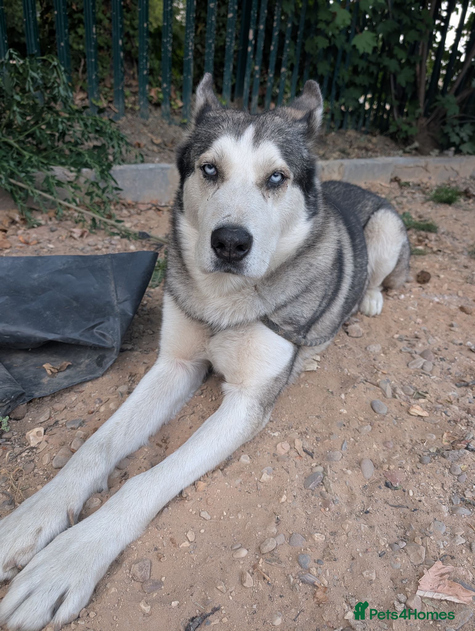 Alaskan Malamute dogs Diesel for rehoming  - Advert 1