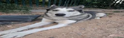 Alaskan Malamute dogs for sale: Diesel for rehoming  - Advert 1