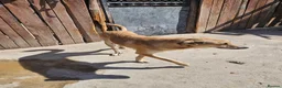 Golden Retriever dogs for adoption: 💛 HONEY — A Gentle Girl  - Advert 2