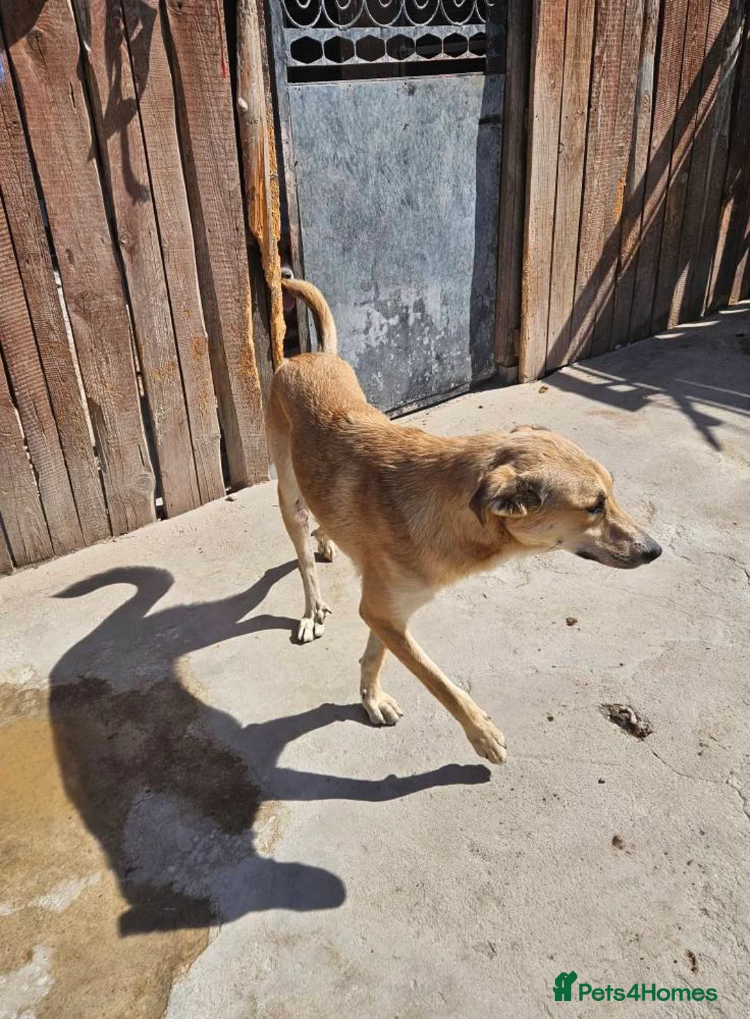 Golden Retriever dogs for adoption: 💛 HONEY — A Gentle Girl  - Advert 2