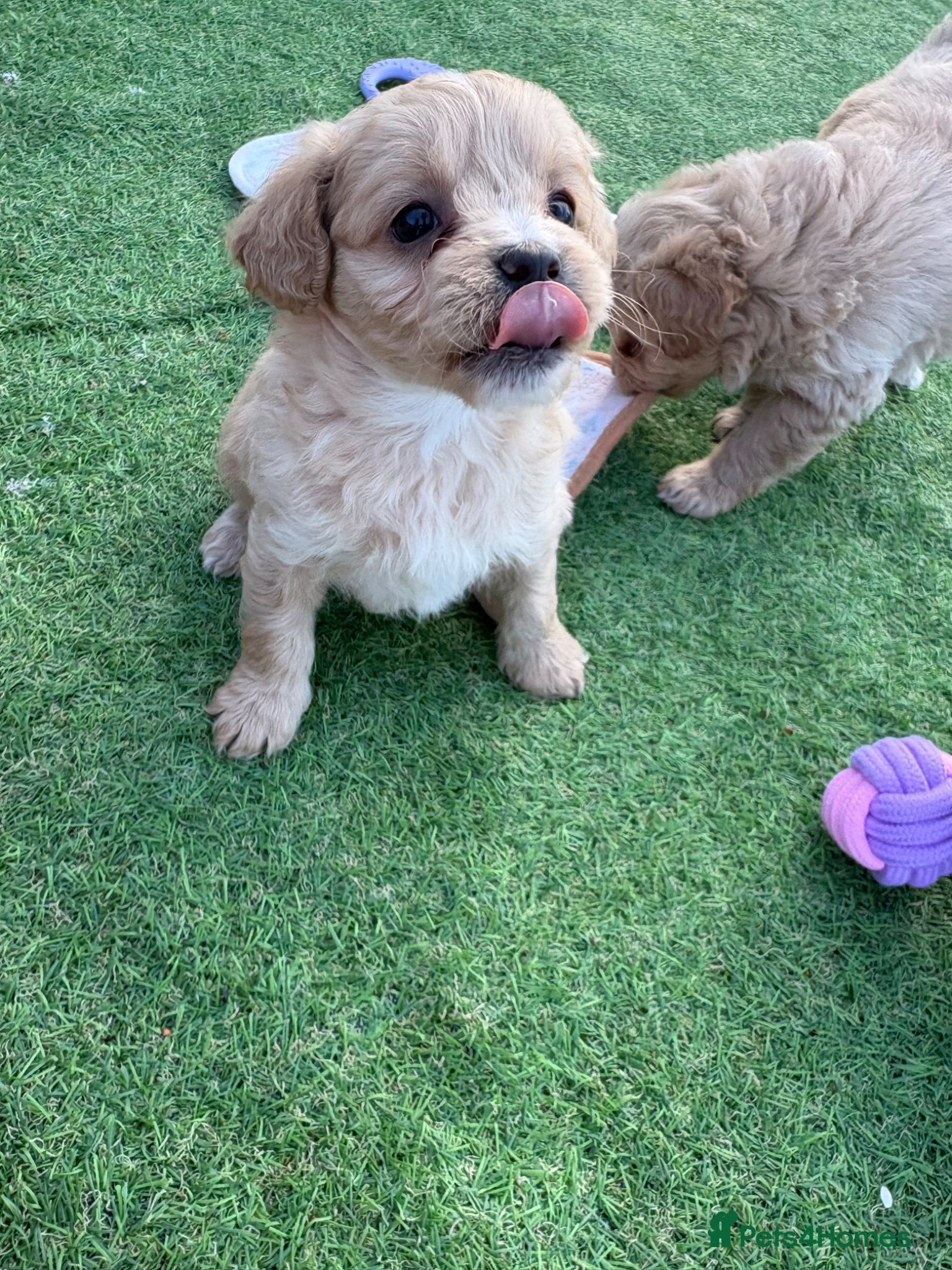 Mixed Breed dogs Ready to leave 2nd may - Advert 3