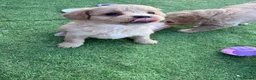 Mixed Breed dogs for sale: Ready to leave!!! - Advert 5