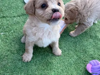 Mixed Breed dogs Ready to leave 2nd may - Advert 3