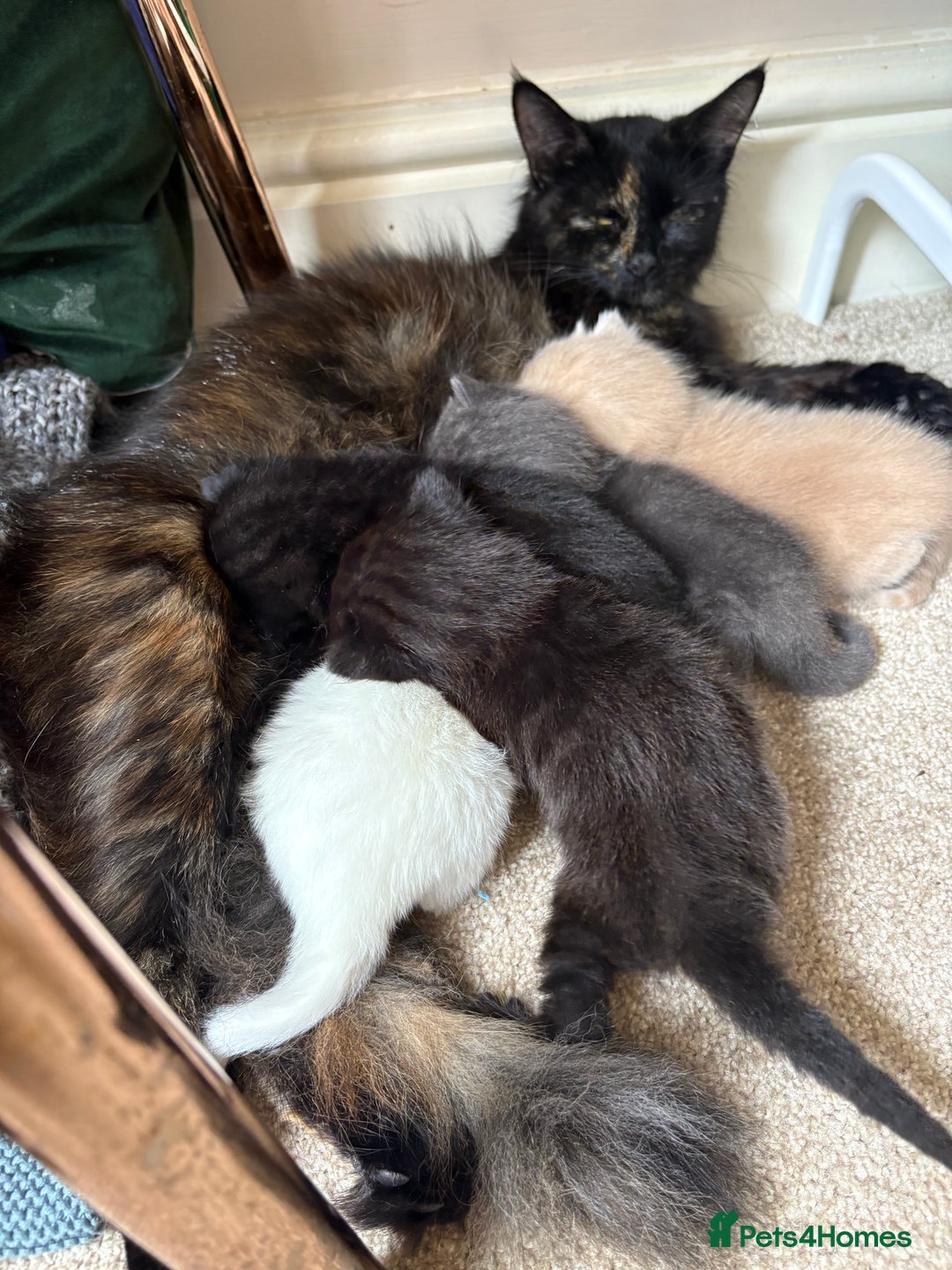 Mixed Breed cats for sale: Beautiful little of kittens  - Image 7