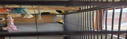 Parrots birds for sale: Yellow thighed caique - Advert 2