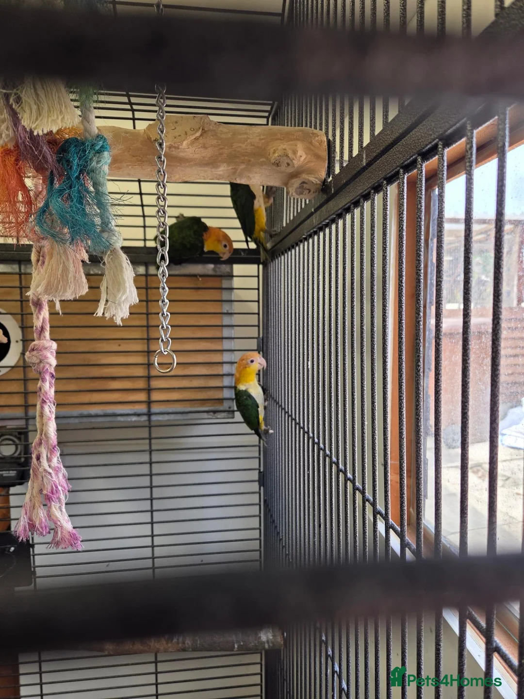 Parrots birds for sale: Yellow thighed caique - Advert 2