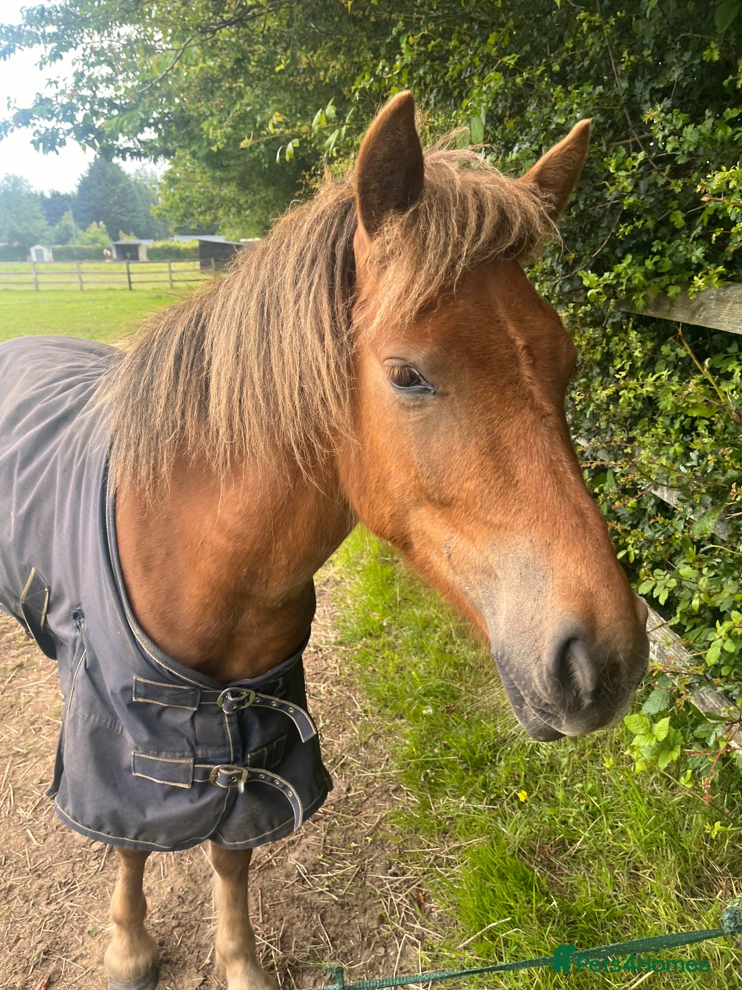 Dartmoor horses for sale: Gorgeous super friendly Dartmoor Pony - Advert 11