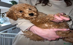 Cavachon dogs for sale: Cavapoochon Boy 16 wks old - Image 6