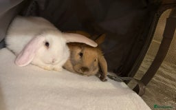 English rabbits for sale: white and brown rabbit  - Advert 1