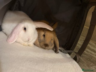 English rabbits white and brown rabbit - Advert 6