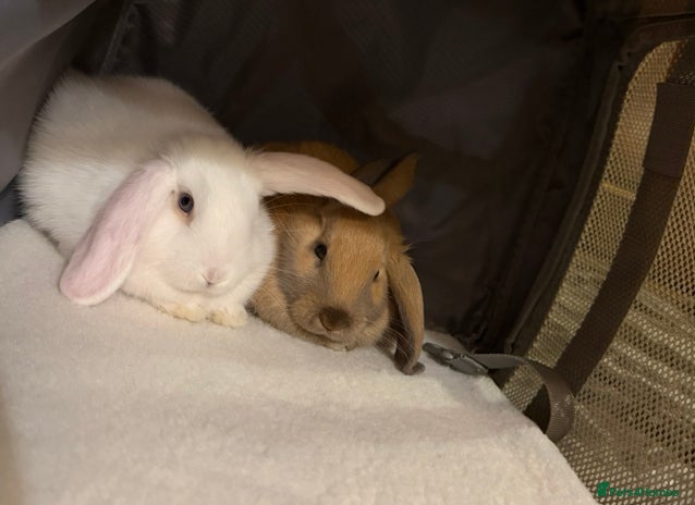 English rabbits white and brown rabbit - Advert 1