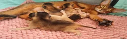 Abyssinian cats for sale: Abyssinian kittens in Scunthorpe - Advert 10