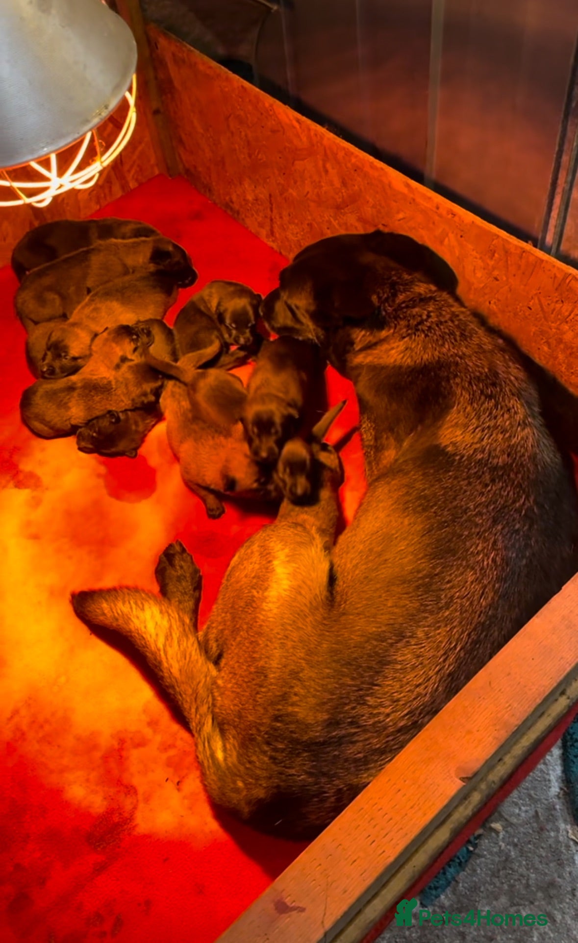 Belgian Shepherd Dog dogs Belgian Malinois puppies  - Advert 1
