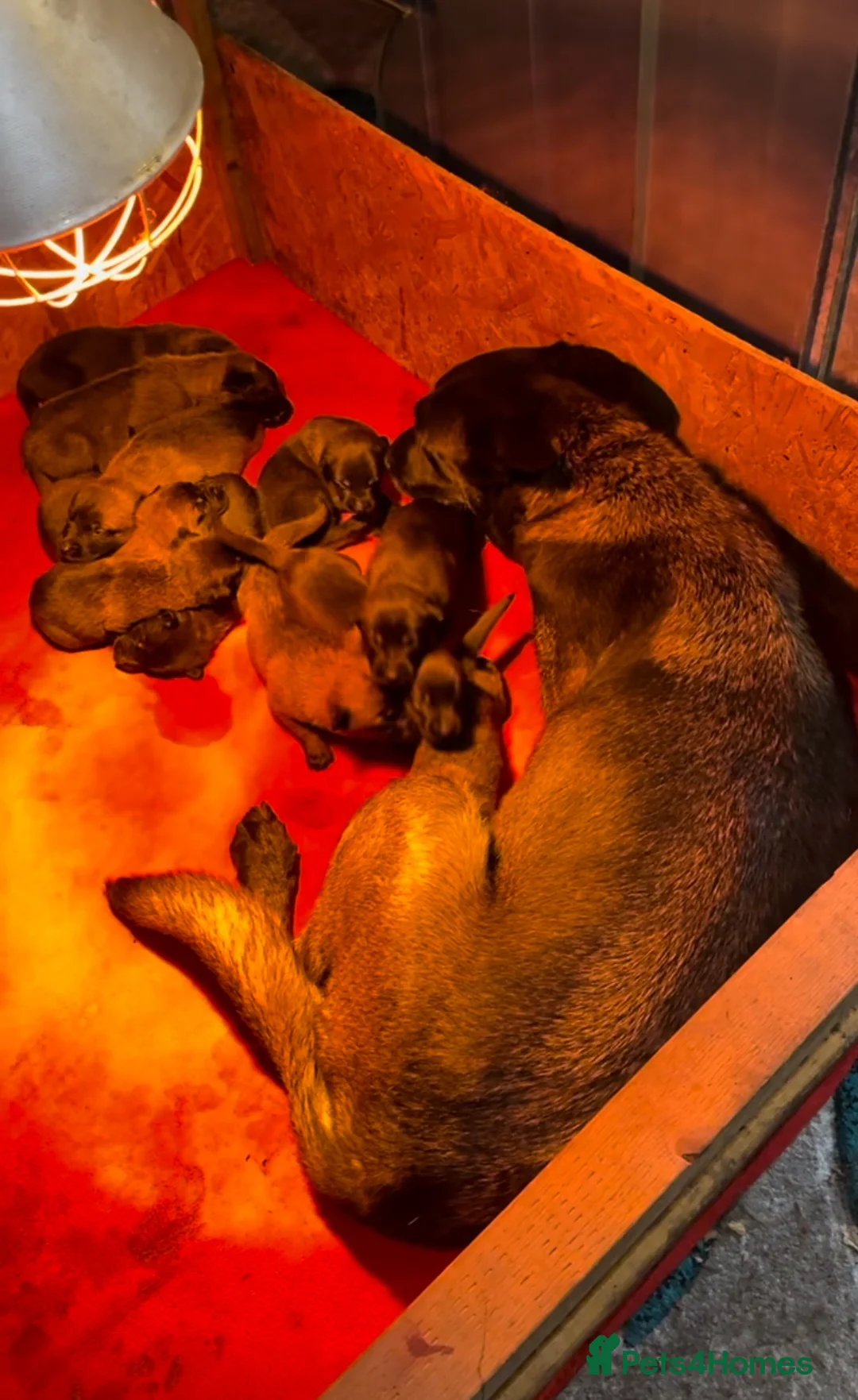 Belgian Shepherd Dog dogs for sale: Belgian Malinois puppies  - Advert 1