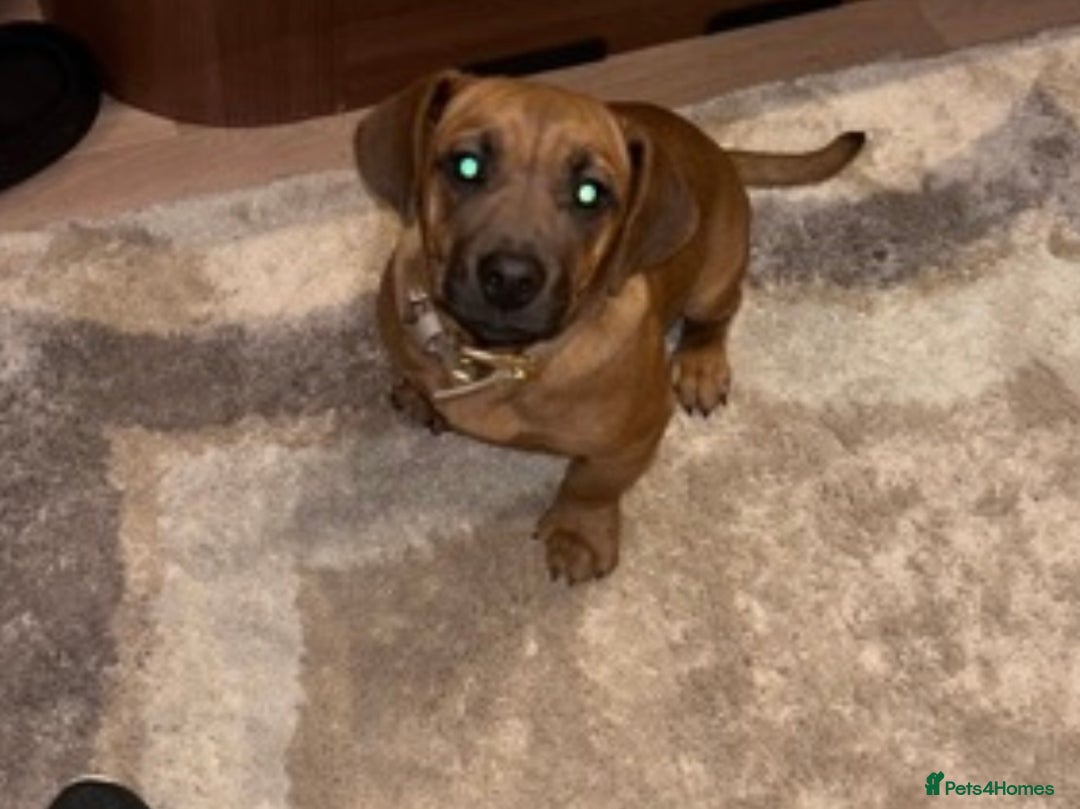 Mixed Breed dogs for sale: Mixed breed  - Advert 1