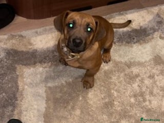 Mixed Breed dogs Mixed breed - Advert 1