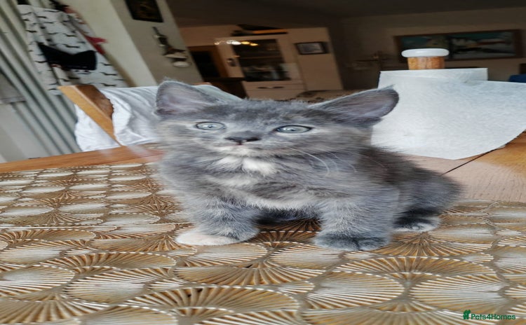 British Longhair cats - Advert 8