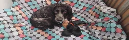 Cocker Spaniel dogs for sale: Kc registered working cocker spaniel. - Advert 2