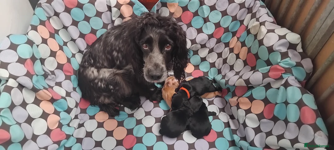Cocker Spaniel dogs for sale: Kc registered working cocker spaniel. - Advert 2