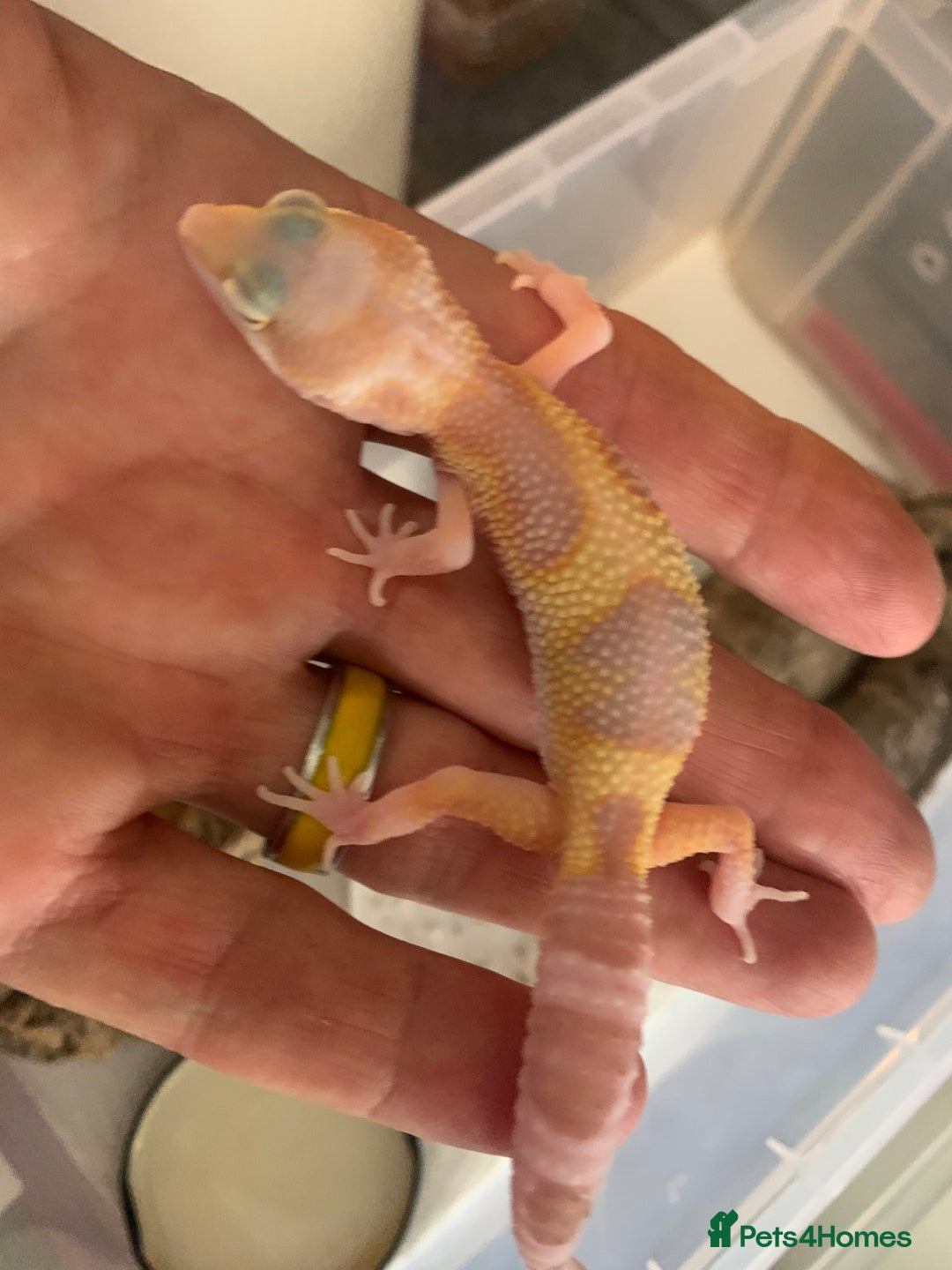 Leopard Gecko reptiles for sale: Leopard gecko babies cb25 - Image 2