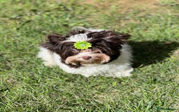 Yorkshire Terrier dogs for sale: Dropped price!!! Tiny Boy !!! Pedigrees !!! in Coventry - Image 1
