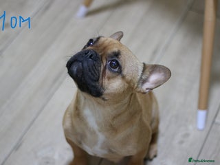 French Bulldog dogs Cute French Bulldog Puppies Available Soon - Advert 2