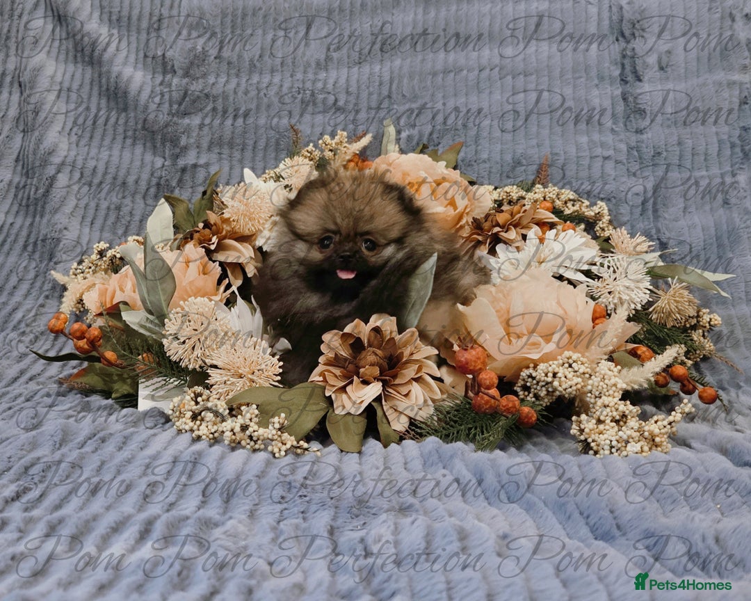 Pomeranian dogs for sale: Gorgeous Teddy Bear Pomeranian Puppies - Image 3
