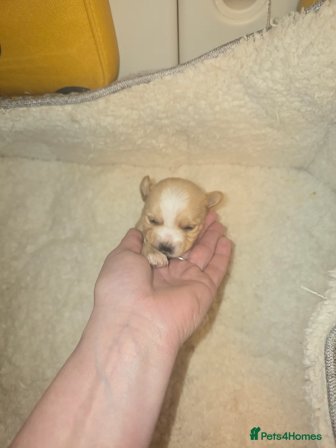 Yorkshire Terrier dogs for sale: wonderful puppies yorkshire terrier - Advert 16