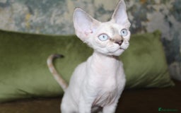 Devon Rex cats for sale: GCCF Devon Rex kittens - Image 19