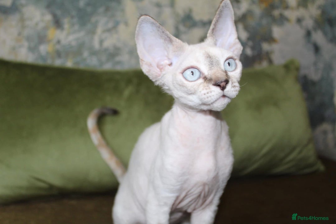 Devon Rex cats for sale: GCCF Devon Rex kittens - Image 19