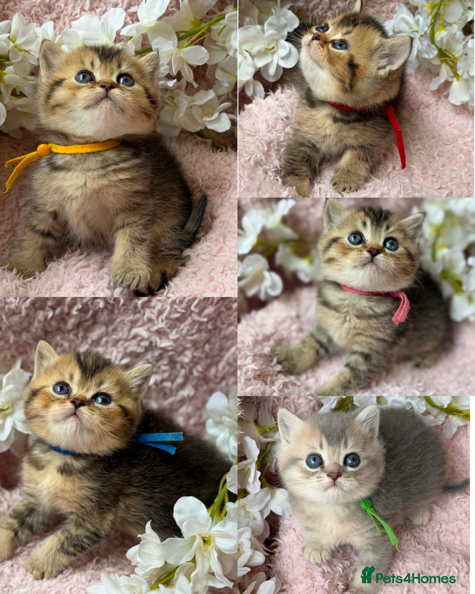 British Shorthair cats ✨CHUNKY TICA BRITISH SHORTHAIR KITTENS✨ - Advert 2