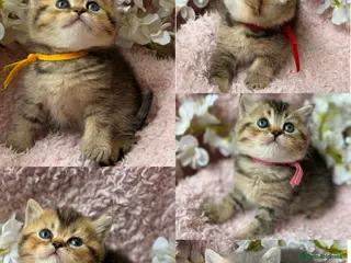 British Shorthair cats ✨CHUNKY TICA BRITISH SHORTHAIR KITTENS✨ - Advert 2