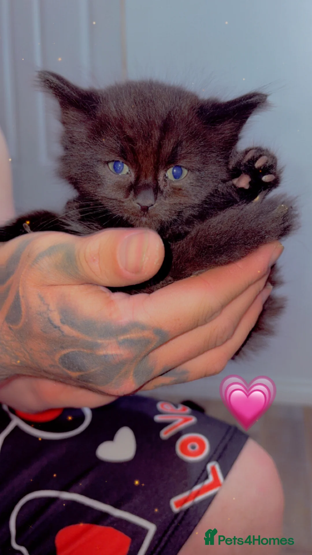 Mixed Breed cats for sale: 3 kittens - Advert 2
