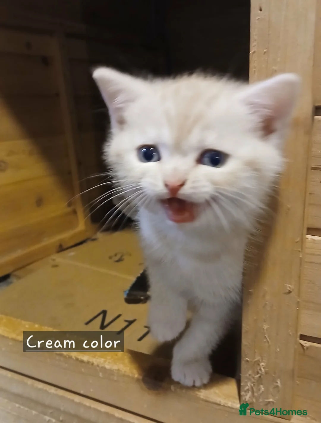 Mixed Breed cats for sale: Kittens is ready for new homes . - Advert 17