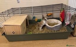 Lionhead rabbits for sale: Baby Lion head and Rex for sale!  - Image 9