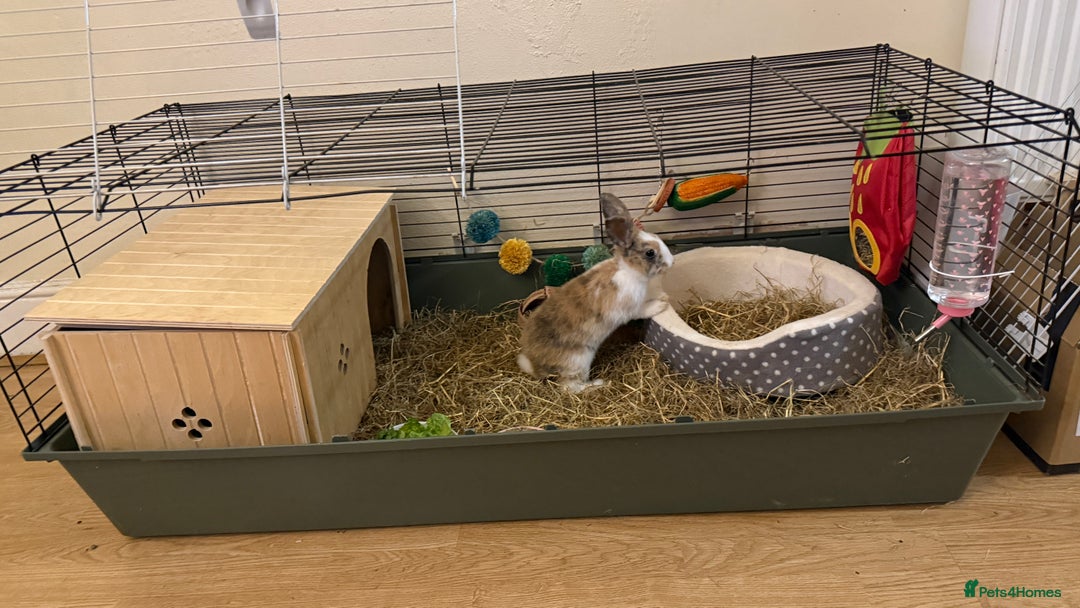 Lionhead rabbits for sale: Baby Lion head and Rex for sale!  - Image 9