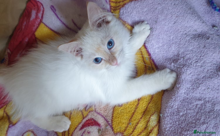 Ragdoll cats - Advert 4