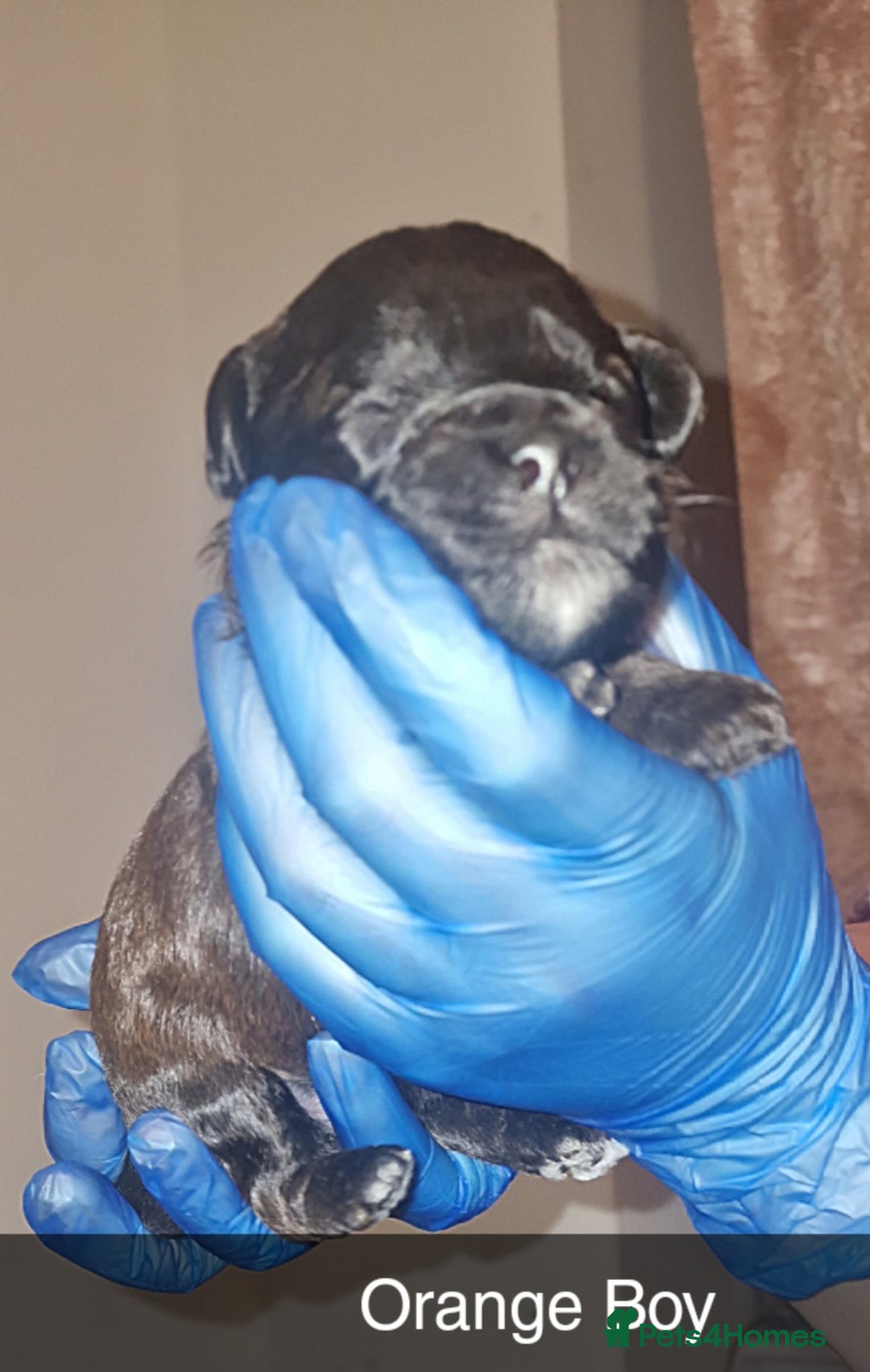 Mixed Breed dogs for sale: Floodle  - Advert 10