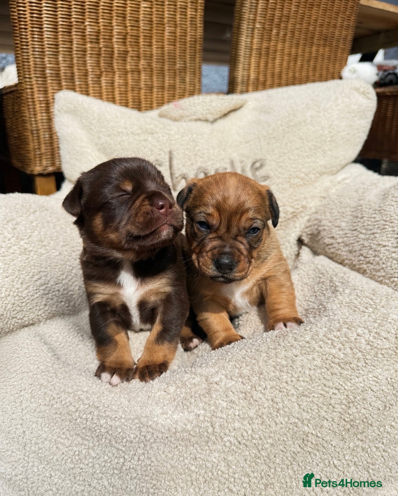 Mixed Breed dogs Beautiful Dachshund Cross Puppies - Advert 7