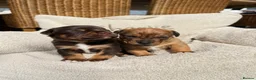 Mixed Breed dogs for sale: Beautiful Dachshund Cross Puppies in Carmarthen - Advert 1