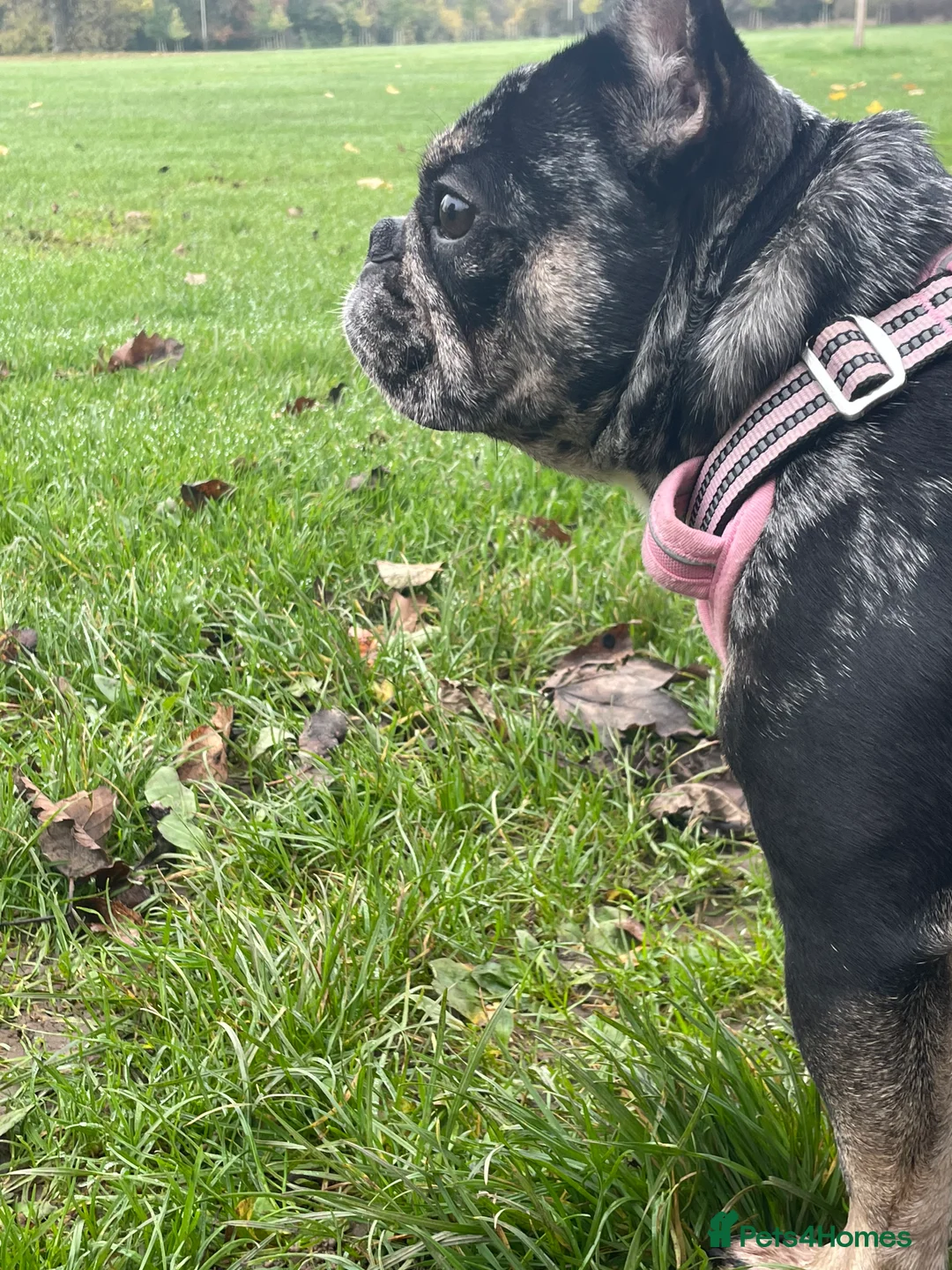 French Bulldog dogs for sale: Coco  - Advert 4